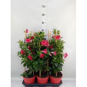 Mandevilla am. 'Sundav Red'