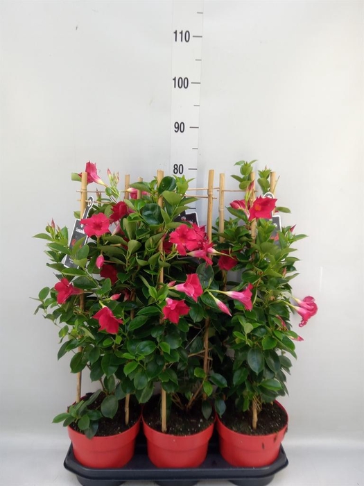 <h4>Mandevilla am. 'Sundav Red'</h4>