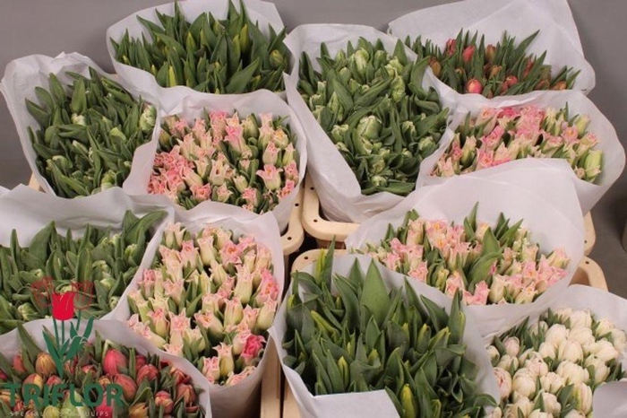 <h4>Tulipa si mix assorted triflor A2</h4>