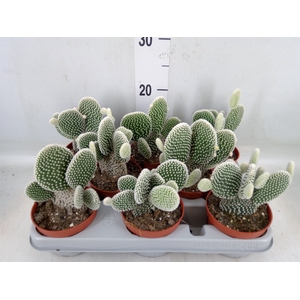 Opuntia microdasys 'Albispina'