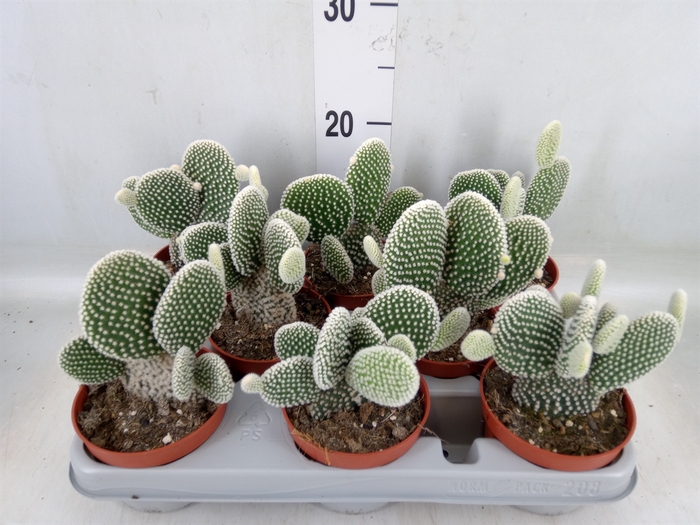 <h4>Opuntia microdasys 'Albispina'</h4>