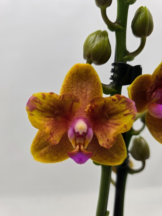 <h4>Limited 74 week 6</h4>