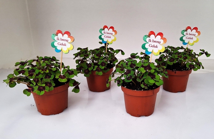 <h4>P7 Met Ned. steker</h4>