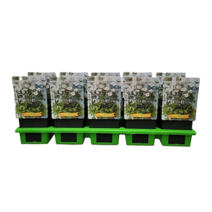 <h4>Anemone x hybrida Honorine Jobert</h4>