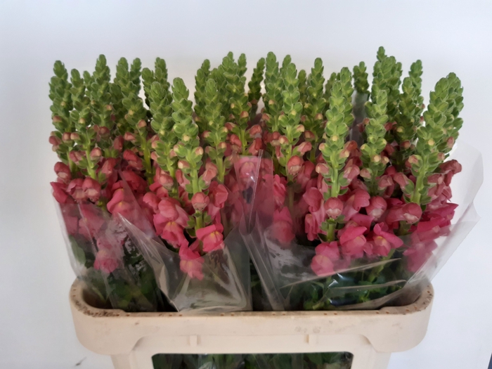 <h4>ANTIR AVIGNON ROSE</h4>