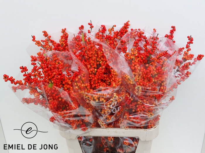 <h4>Ilex oudijk's orange</h4>