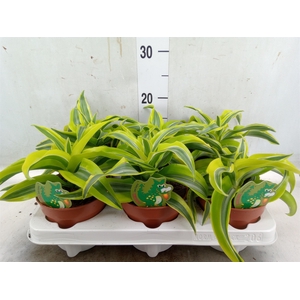 Dracaena frag. 'Lemon Surprise'