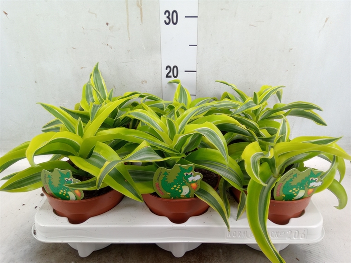<h4>Dracaena frag. 'Lemon Surprise'</h4>