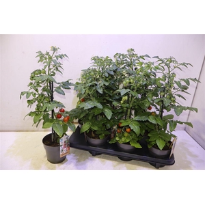 arr8 Tomatenplanten