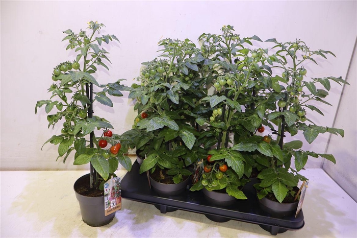 <h4>arr8 Tomatenplanten</h4>