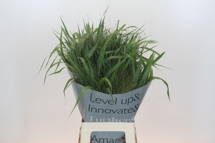 <h4>PANIC VI FONTAINE</h4>