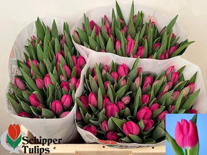 <h4>TU EN PINK ARDOUR</h4>