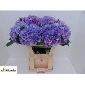 HYDR M ROYAL LOVE B
