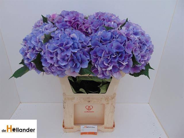 <h4>HYDR M ROYAL LOVE B</h4>