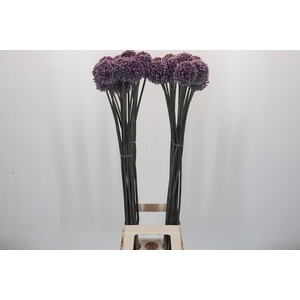 Allium Summer Drummer