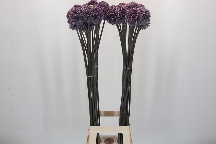 <h4>Allium Summer Drummer</h4>