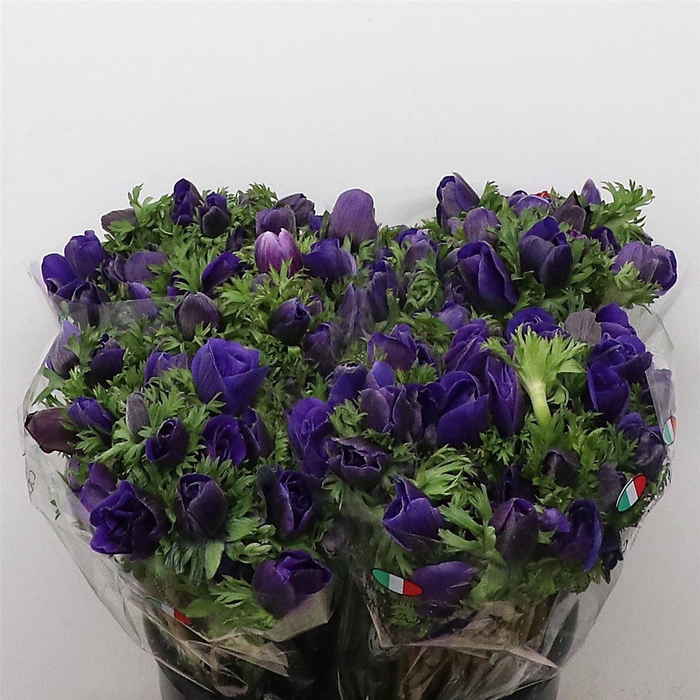 <h4>Anem Mistral Blue</h4>