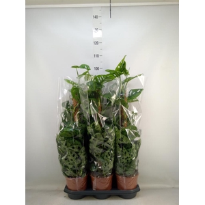 Monstera obliqua 'Monkey Mask'