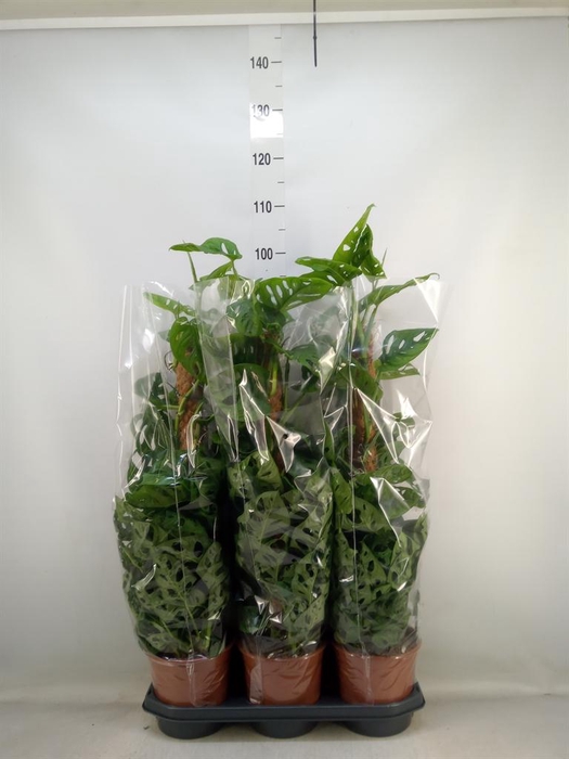 <h4>Monstera obliqua 'Monkey Mask'</h4>