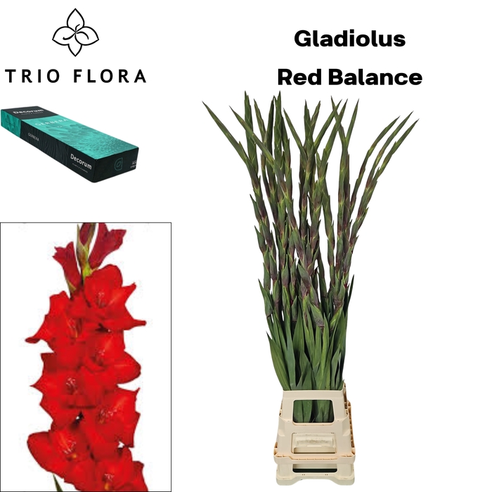 <h4>GLAD GR RED BALANCE Small Box 30</h4>