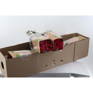 R Gr Pink Flloyd 50cm Box Fu