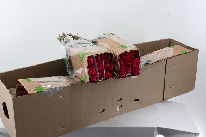 <h4>R Gr Pink Flloyd 50cm Box Fu</h4>