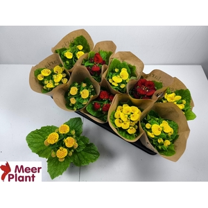 CALC X HERBEOHYBRIDA