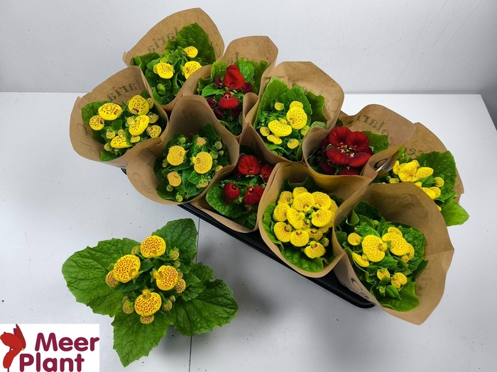 <h4>CALC X HERBEOHYBRIDA</h4>