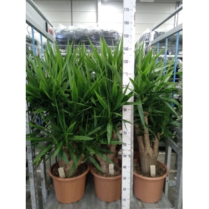 Yucca elephantipes   ...