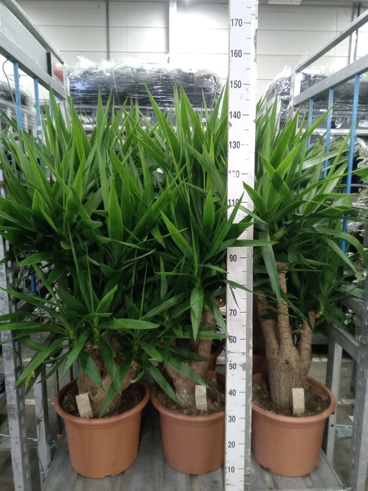 <h4>Yucca elephantipes   ...</h4>