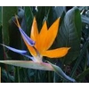 Strelitzia