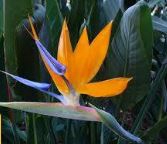 Strelitzia