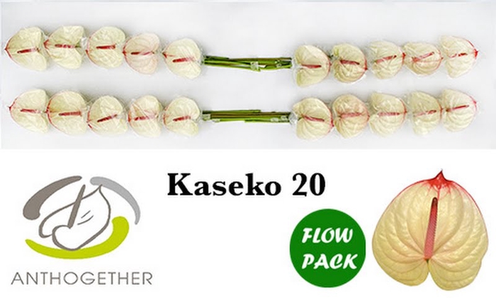 <h4>Anth A Kaseko Flow Pack Bouman</h4>