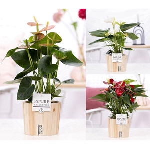Anthurium mix in P&PURE Wood pot 5