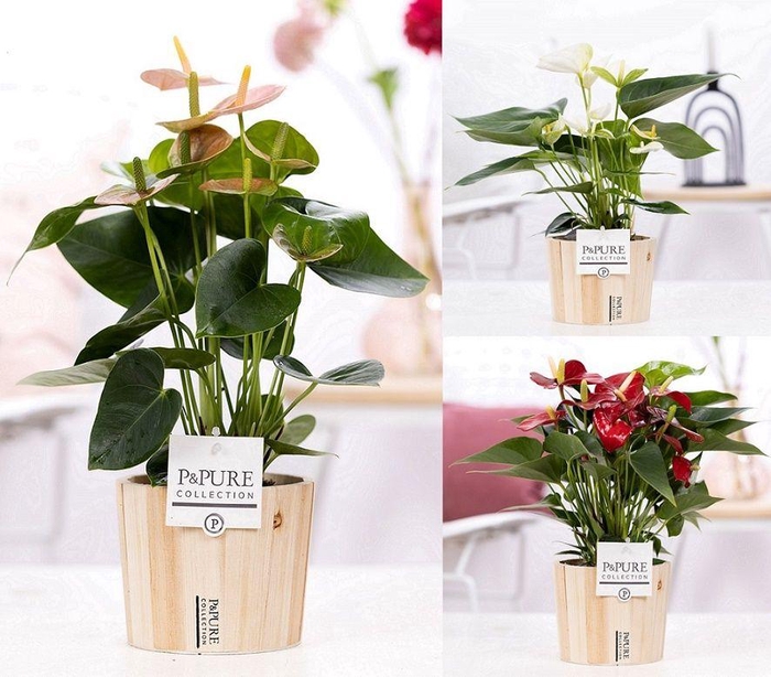 <h4>Anthurium mix in P&PURE Wood pot 5</h4>