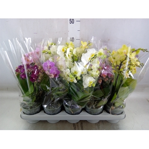 Phalaenopsis multi.   ...mix