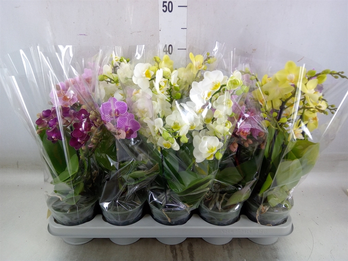 <h4>Phalaenopsis multi.   ...mix</h4>