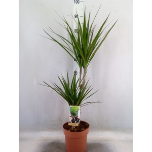Dracaena marg.
