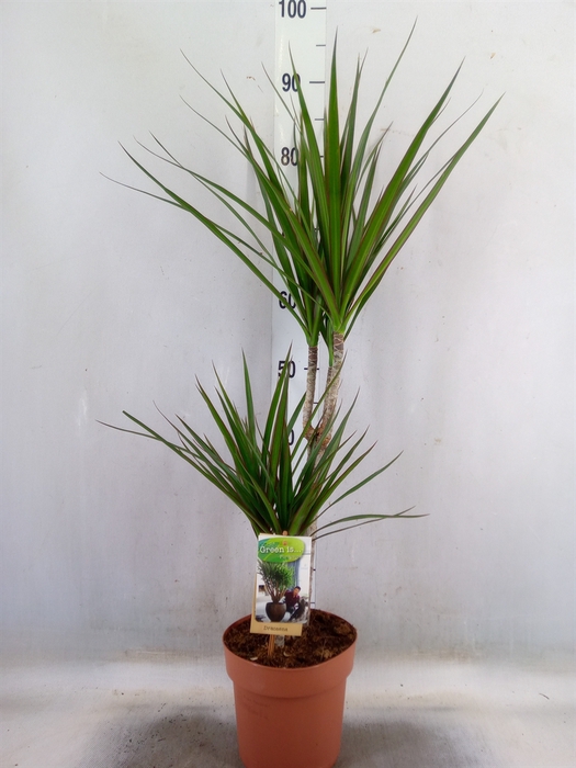 <h4>Dracaena marg.</h4>