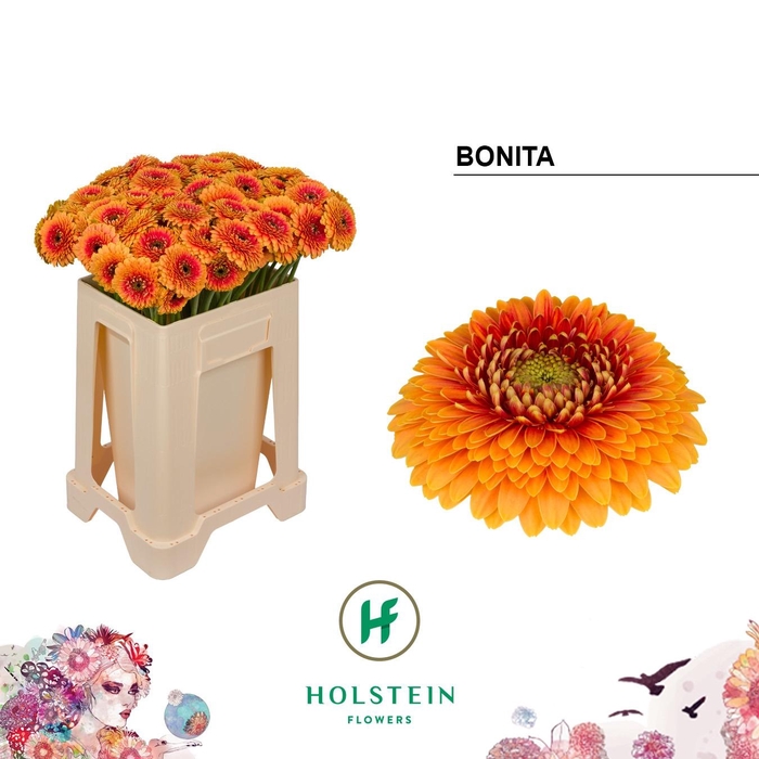 <h4>GE MB GERPONI BONITA</h4>