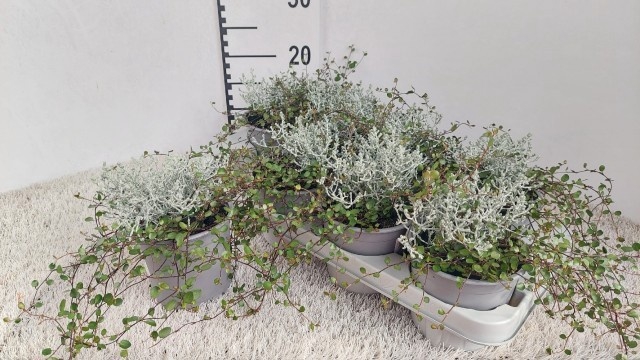 <h4>LEUCOPH BROWNII</h4>