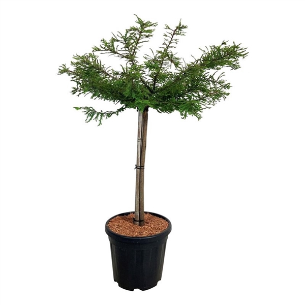 <h4>Taxodium distichum 'Secrest'</h4>