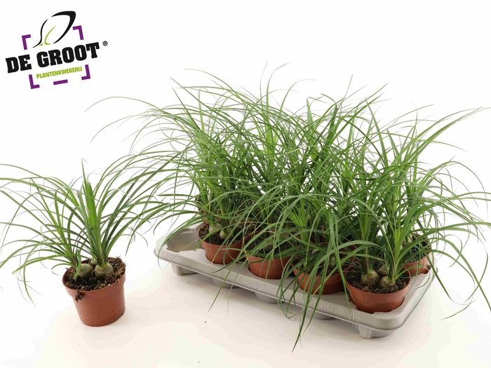 <h4>BEAUCARNEA RECUR</h4>