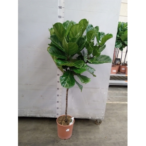 Ficus lyrata