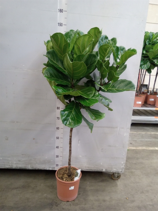 <h4>Ficus lyrata</h4>