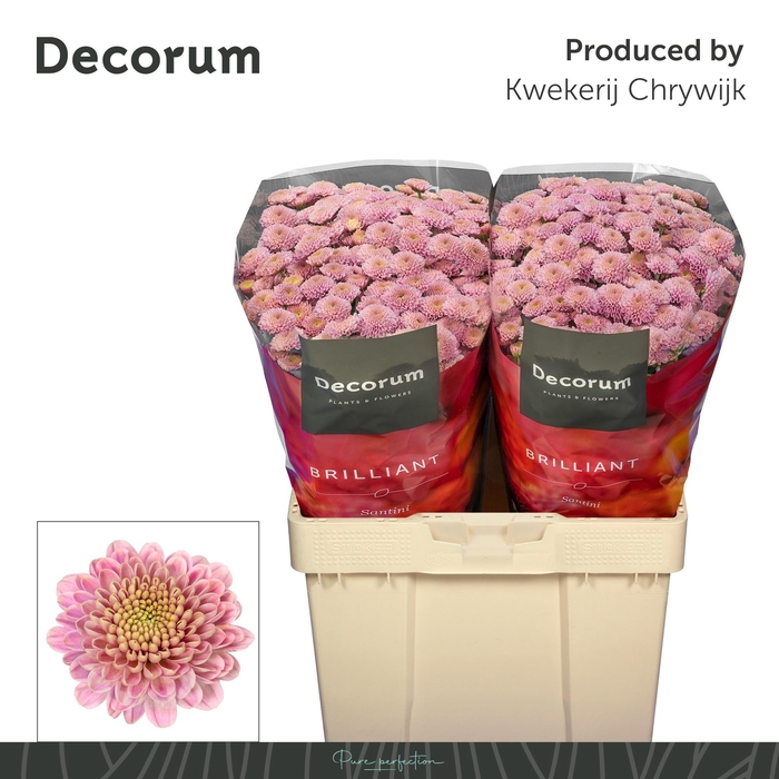 <h4>CHR S ELLISON SWEET</h4>