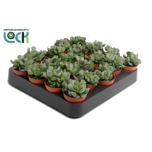 Adromiscus Cristatus