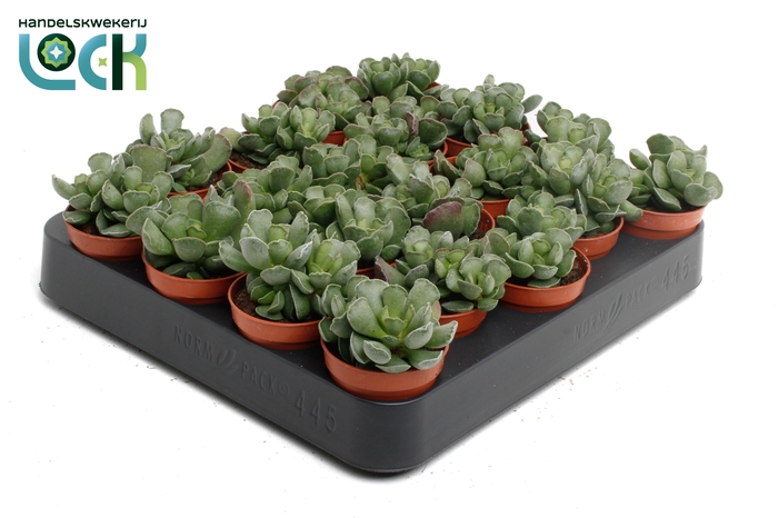 <h4>Adromiscus Cristatus</h4>