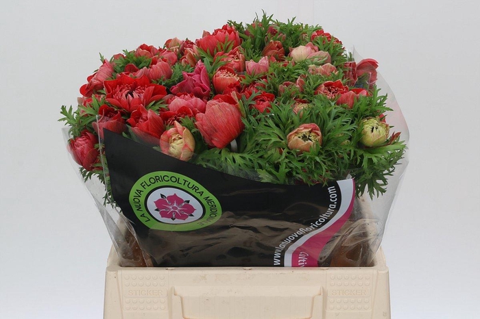 <h4>Anemone Levante Red</h4>