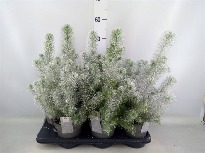 <h4>Pinus pinea 'Silver Crest'</h4>